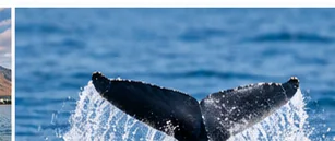 Humpback whale tail above the ocean surface