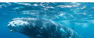 Illustrative humpback whale underwater in blue Hawaiian water
